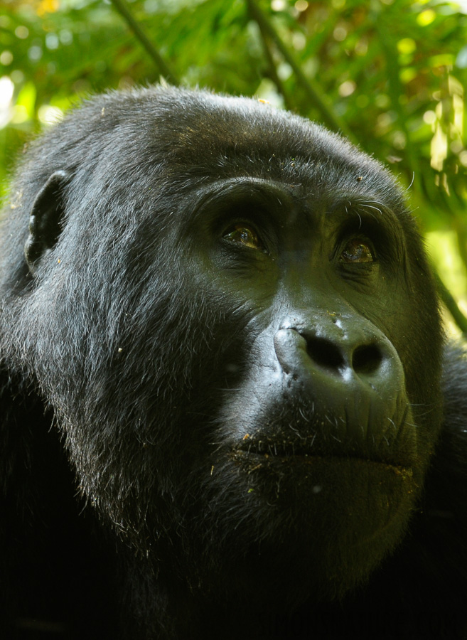 Gorilla beringei beringei [240 mm, 1/30 sec at f / 5.6, ISO 1000]